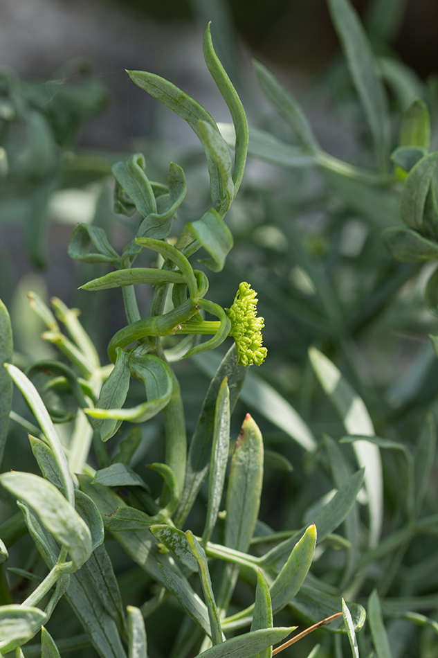 Изображение особи Crithmum maritimum.