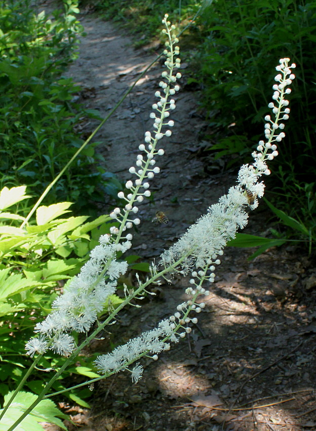 Image of Cimicifuga simplex specimen.