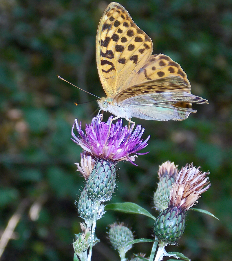 Image of Klasea quinquefolia specimen.