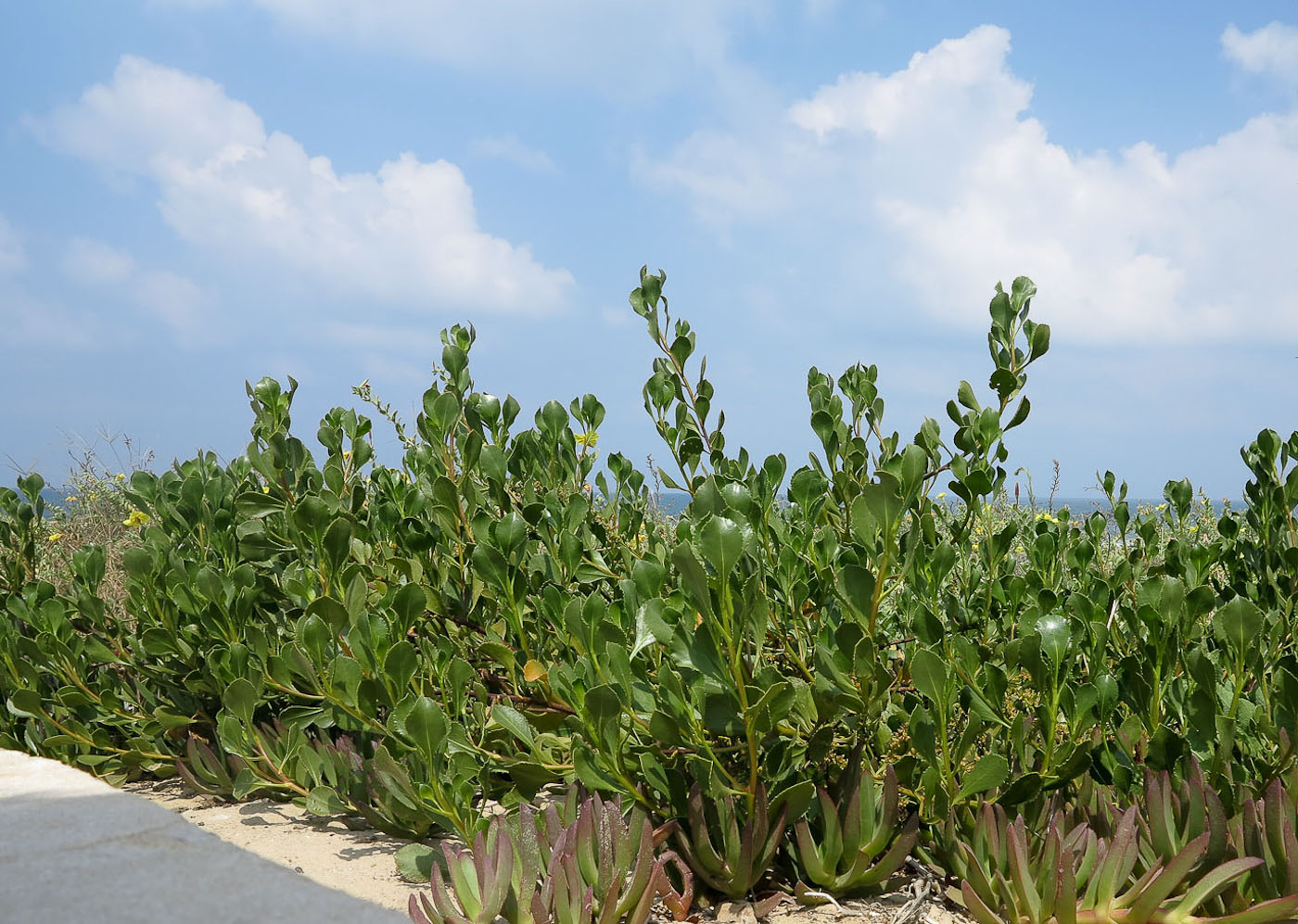 Image of Scaevola crassifolia specimen.