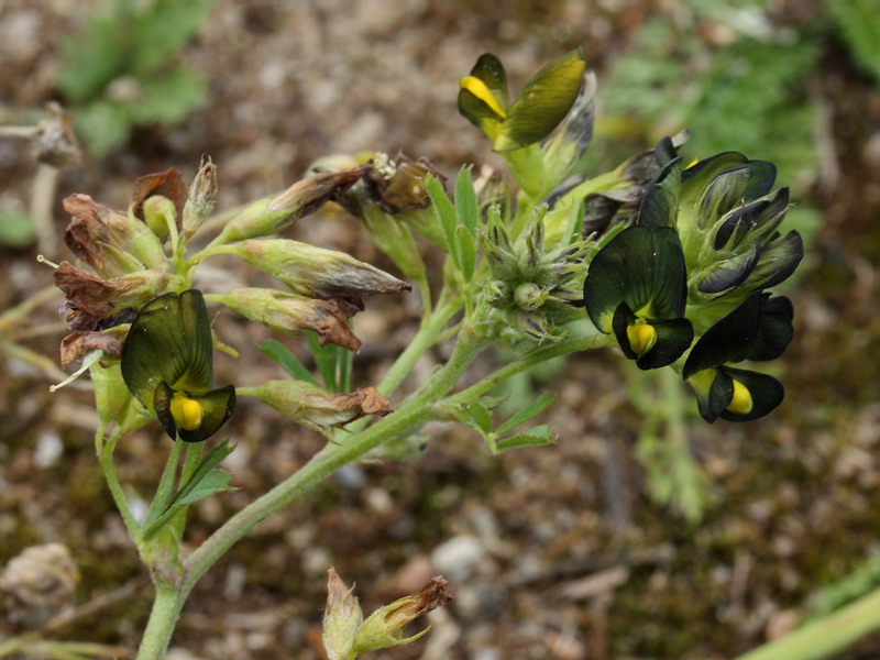 Image of Medicago &times; varia specimen.