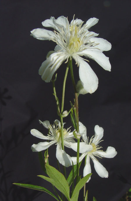 Изображение особи Clematis hexapetala.