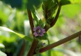 Malva verticillata var. neuroloma