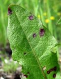 Taraxacum officinale. Верхушка листа с поражениями. Окр. Архангельска, свалка древесных отходов. 05.06.2015.