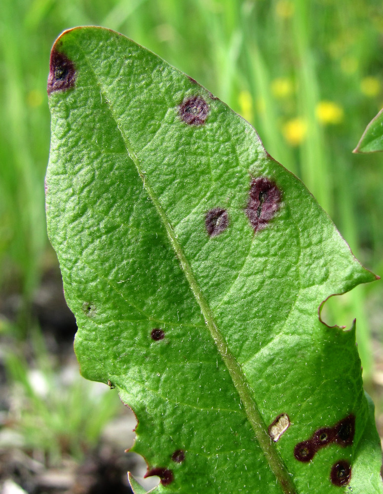 Image of Taraxacum officinale specimen.