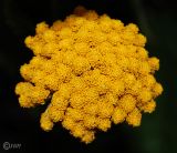 Achillea filipendulina