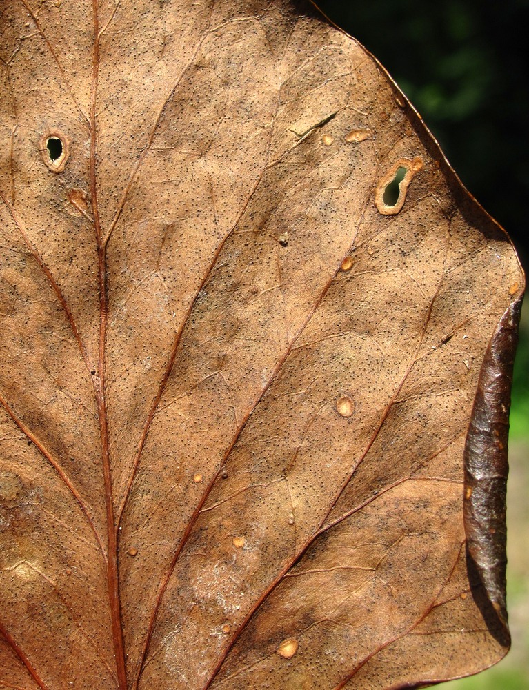 Image of Hedera colchica specimen.