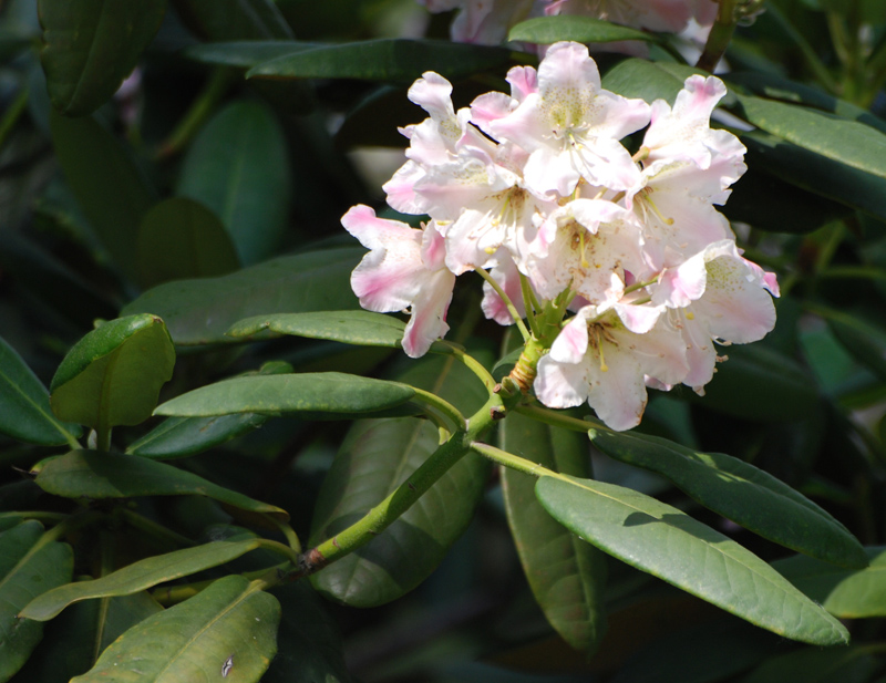 Изображение особи Rhododendron brachycarpum.