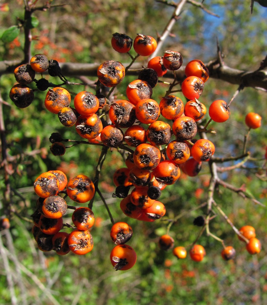 Изображение особи Pyracantha coccinea.