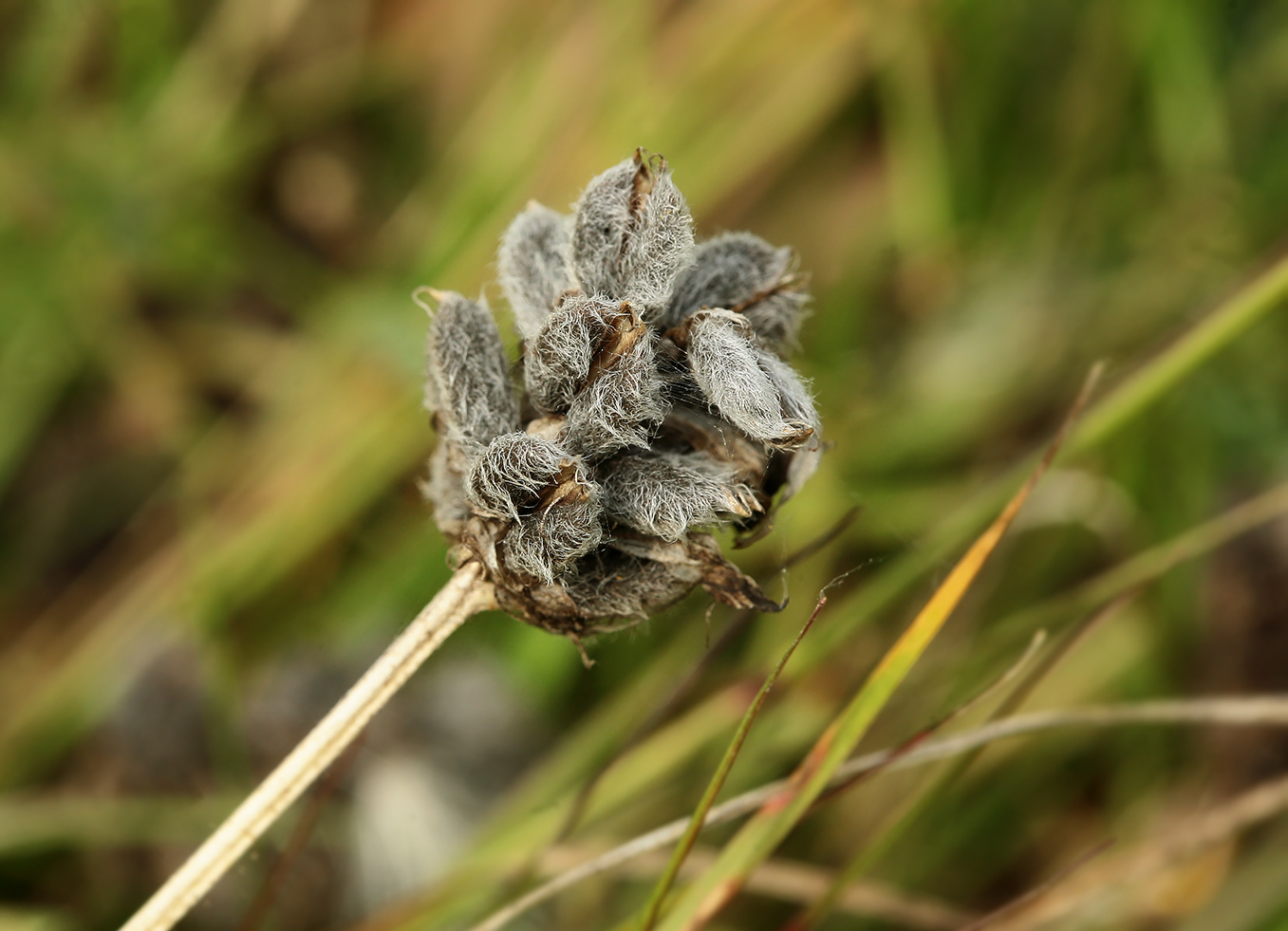 Image of Astragalus danicus specimen.