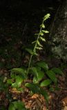 Epipactis leptochila