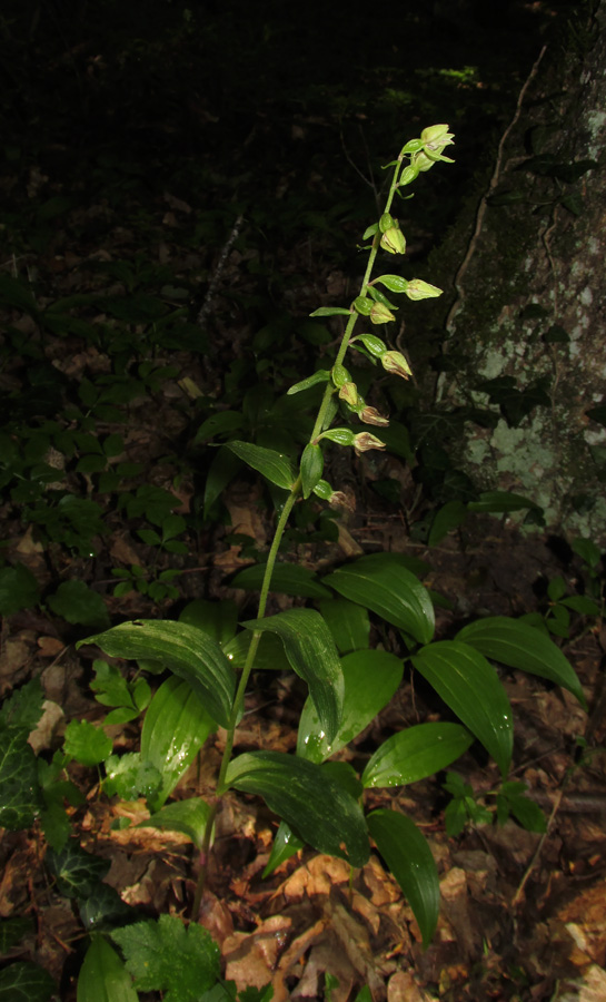 Image of Epipactis leptochila specimen.