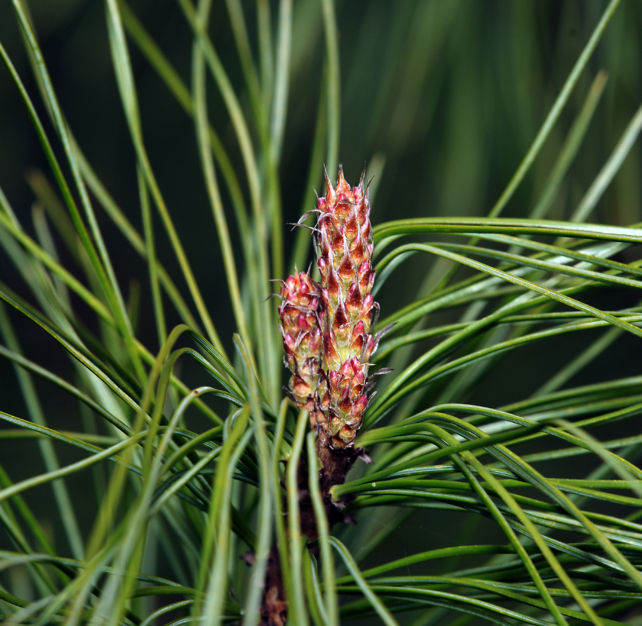 Image of Pinus sibirica specimen.