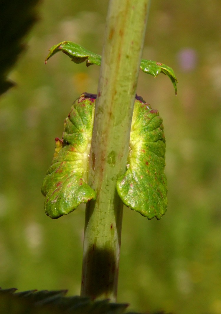 Image of Filipendula ulmaria ssp. denudata specimen.