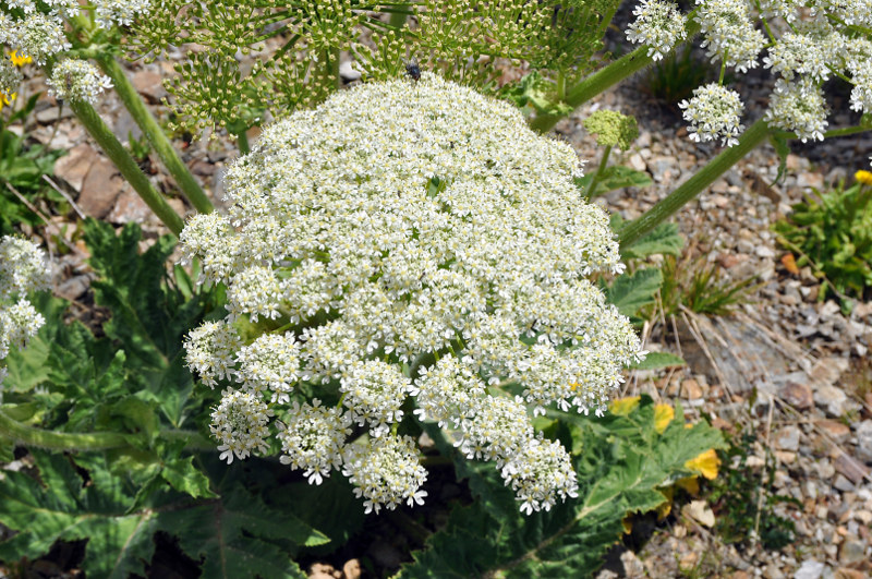 Изображение особи Heracleum leskovii.