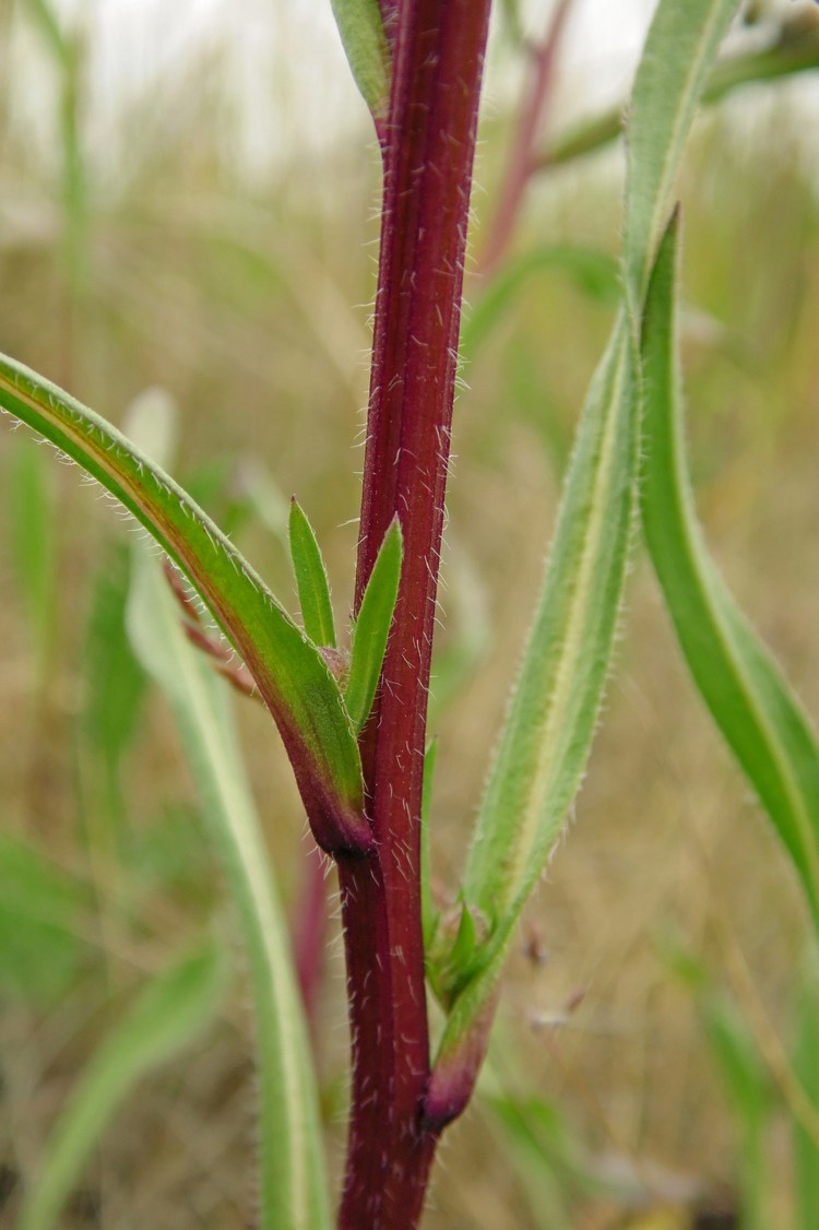 Image of Erigeron acris specimen.