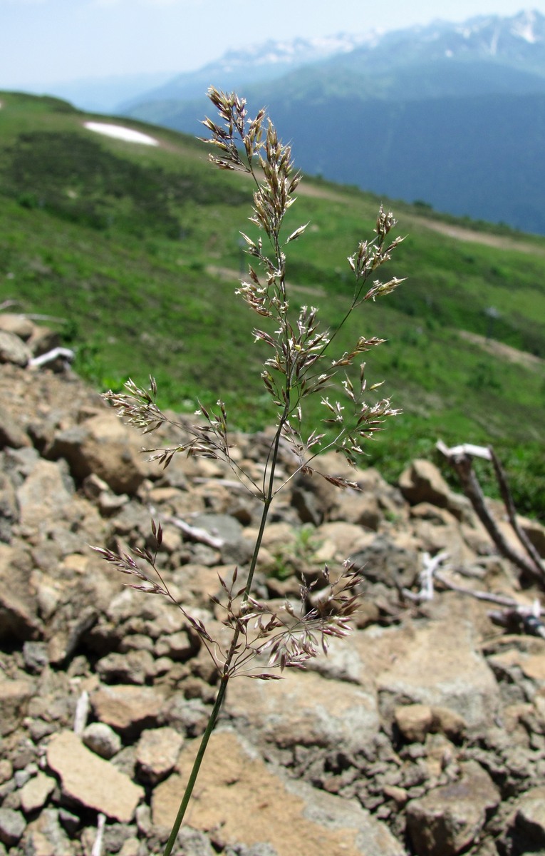 Image of Agrostis planifolia specimen.