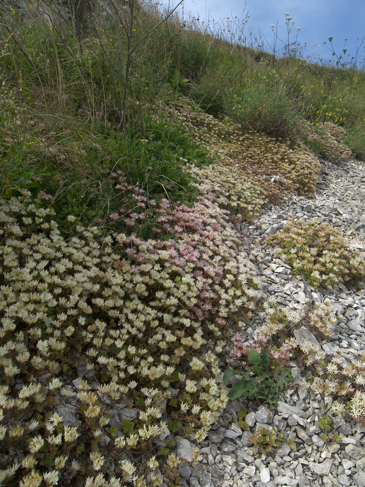 Image of Sedum oppositifolium specimen.