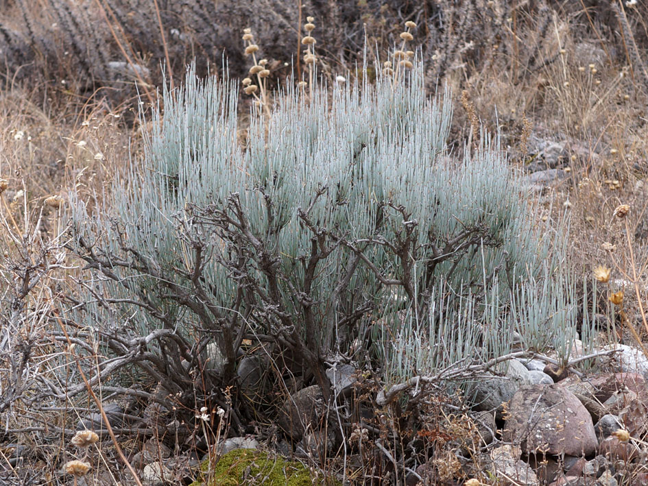 Изображение особи Ephedra intermedia.