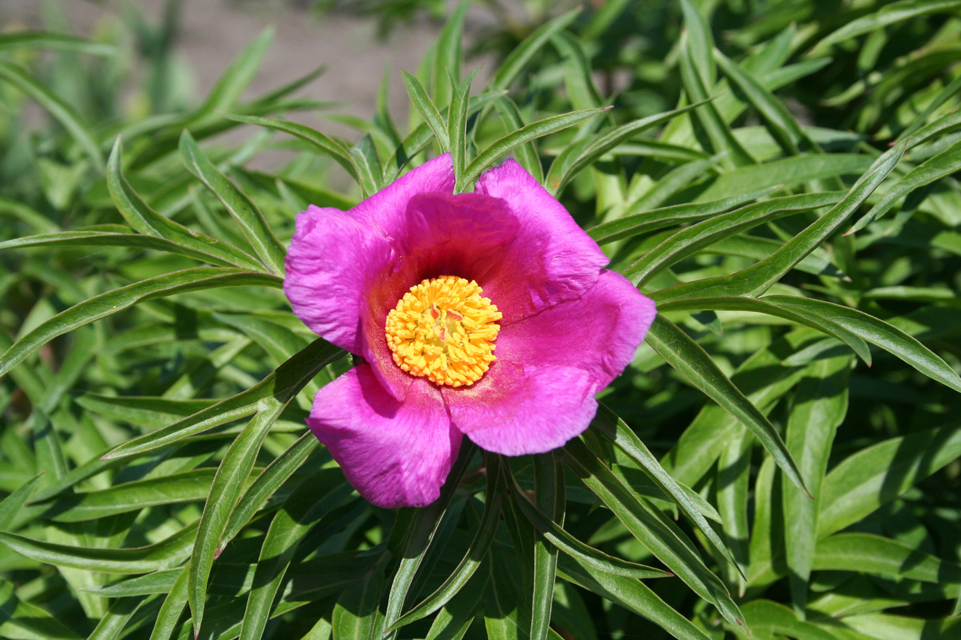 Image of Paeonia anomala specimen.