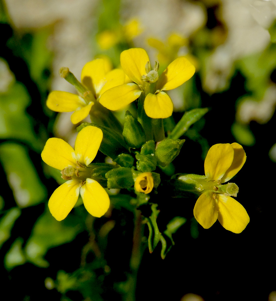 Image of Erysimum repandum specimen.