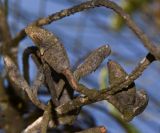 Hakea chordophylla. Старые вскрывшиеся плоды. Израиль, Шарон, пос. Кфар Монаш, ботанический сад \"Хават Ганой\". 15.12.2015.