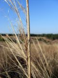 Stipa capillata. Соплодие. Ростовская обл., Аксайский р-н, окр. хутора Александровка, степной склон балки. 28.09.2015.