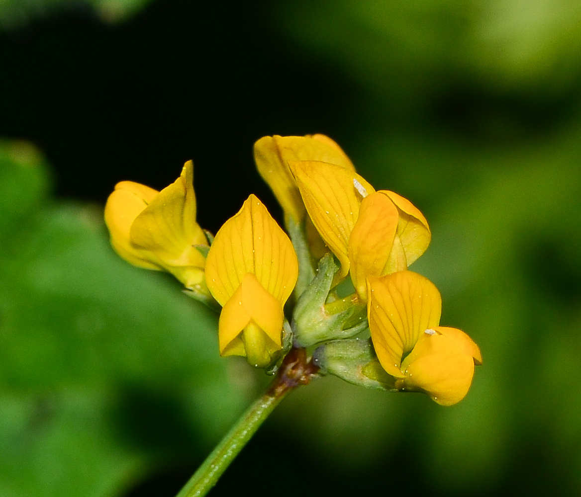 Image of Hippocrepis multisiliquosa specimen.