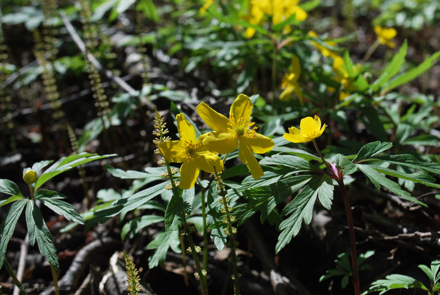 Изображение особи Anemone ranunculoides.