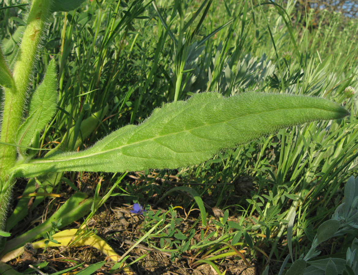 Изображение особи Anchusa azurea.