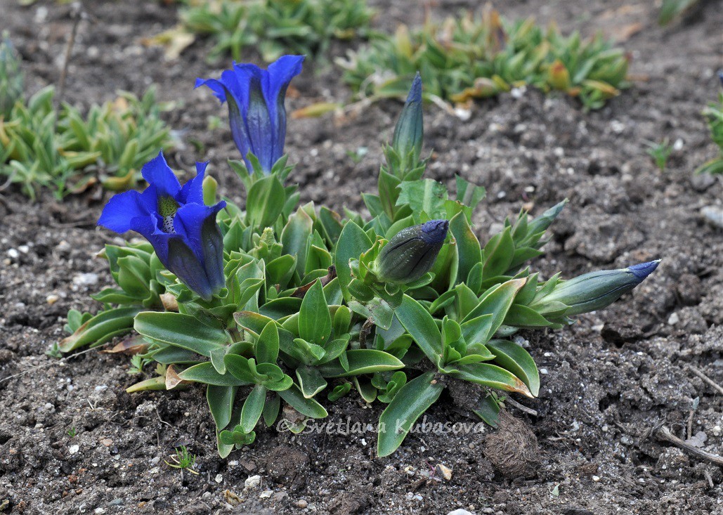 Image of Gentiana dinarica specimen.