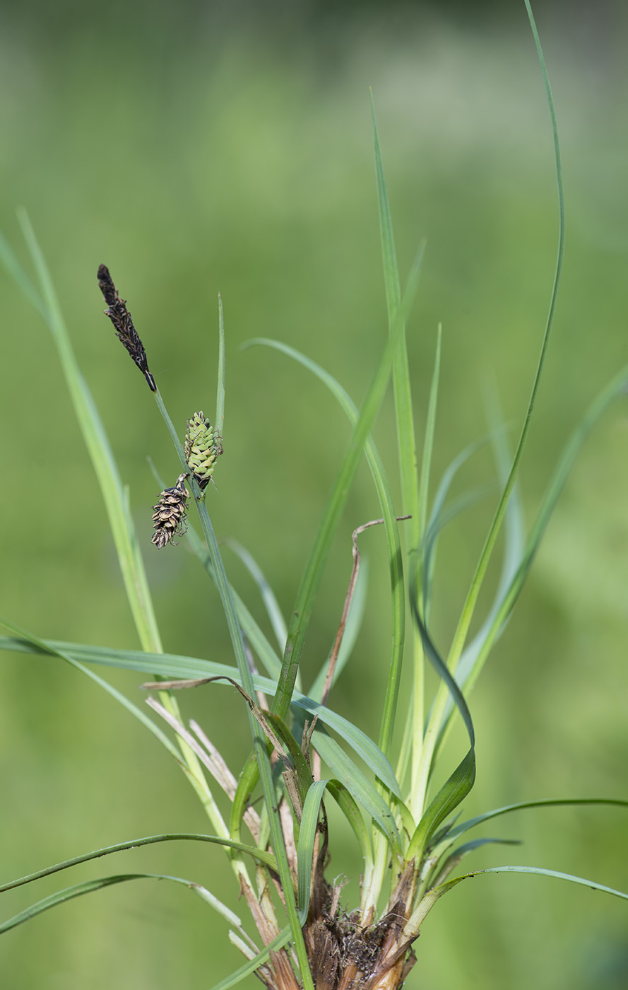 Image of Carex nigra specimen.