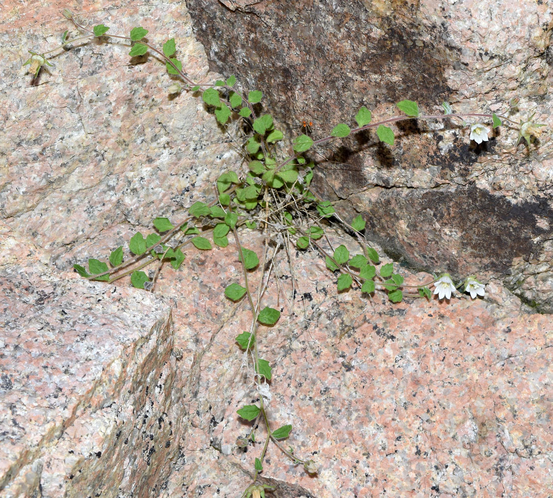 Image of Campanula incanescens specimen.