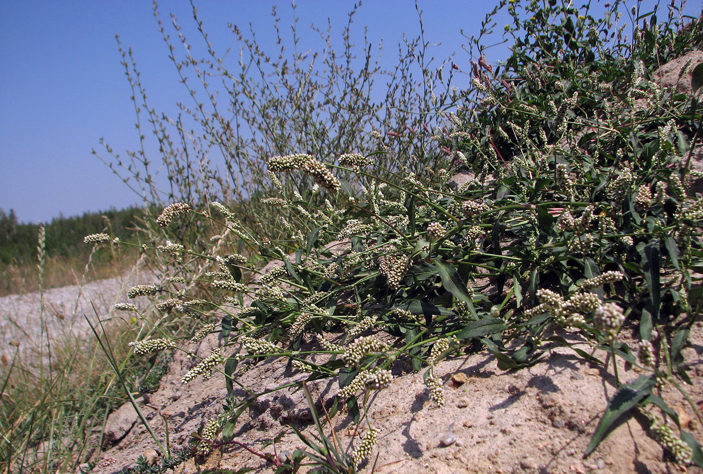 Image of Persicaria scabra specimen.