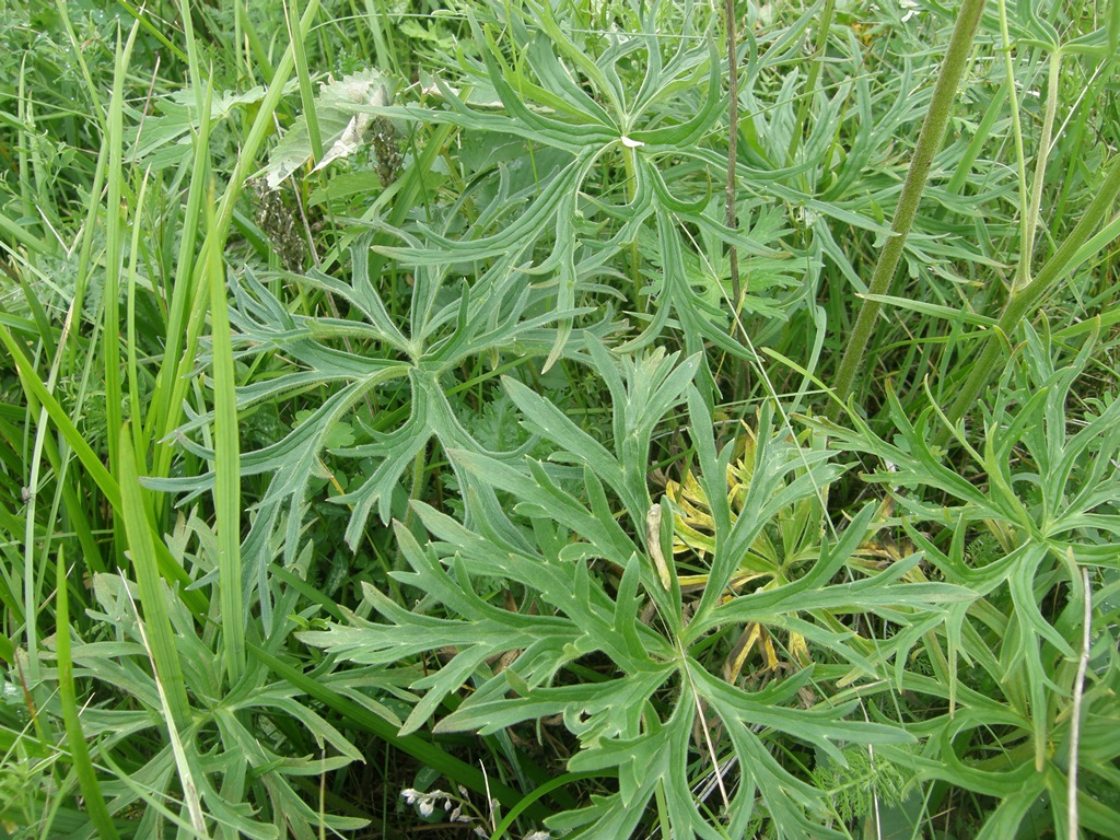 Изображение особи Aconitum barbatum.