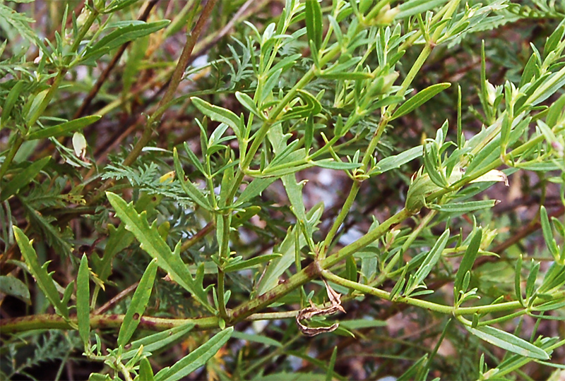 Изображение особи Dracocephalum peregrinum.