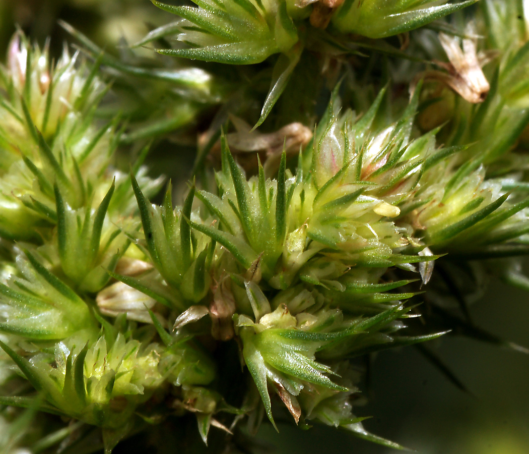 Image of Amaranthus retroflexus specimen.