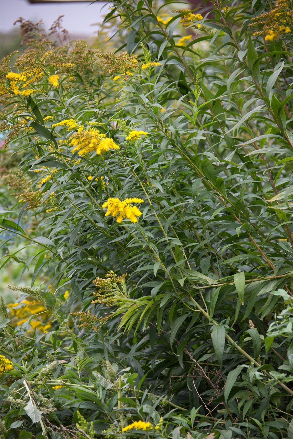 Image of Solidago gigantea specimen.