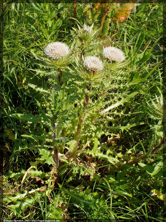 Image of Cirsium roseolum specimen.