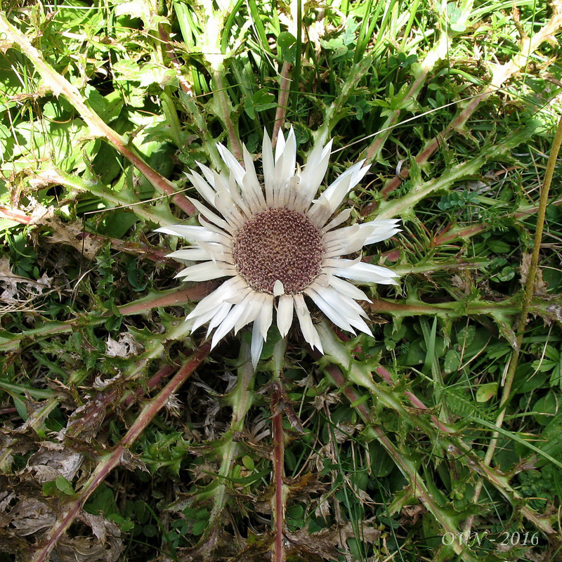 Изображение особи Carlina acaulis.