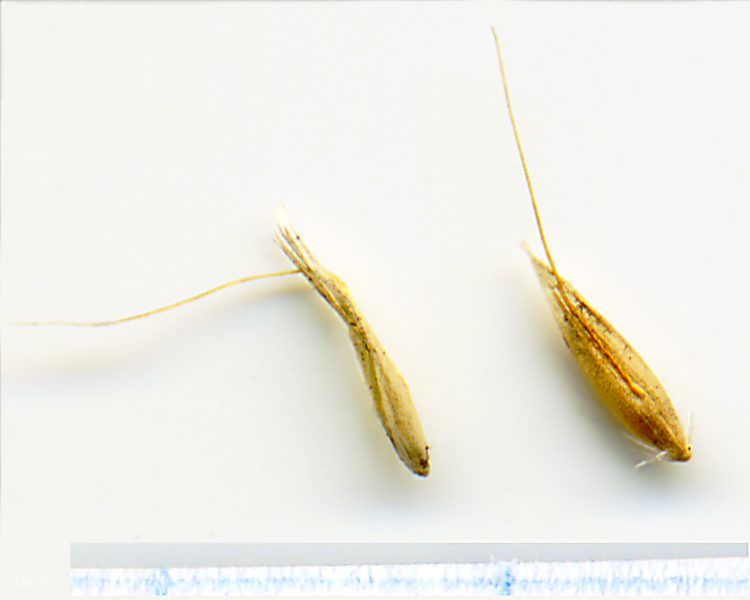 Image of Calamagrostis arundinacea specimen.