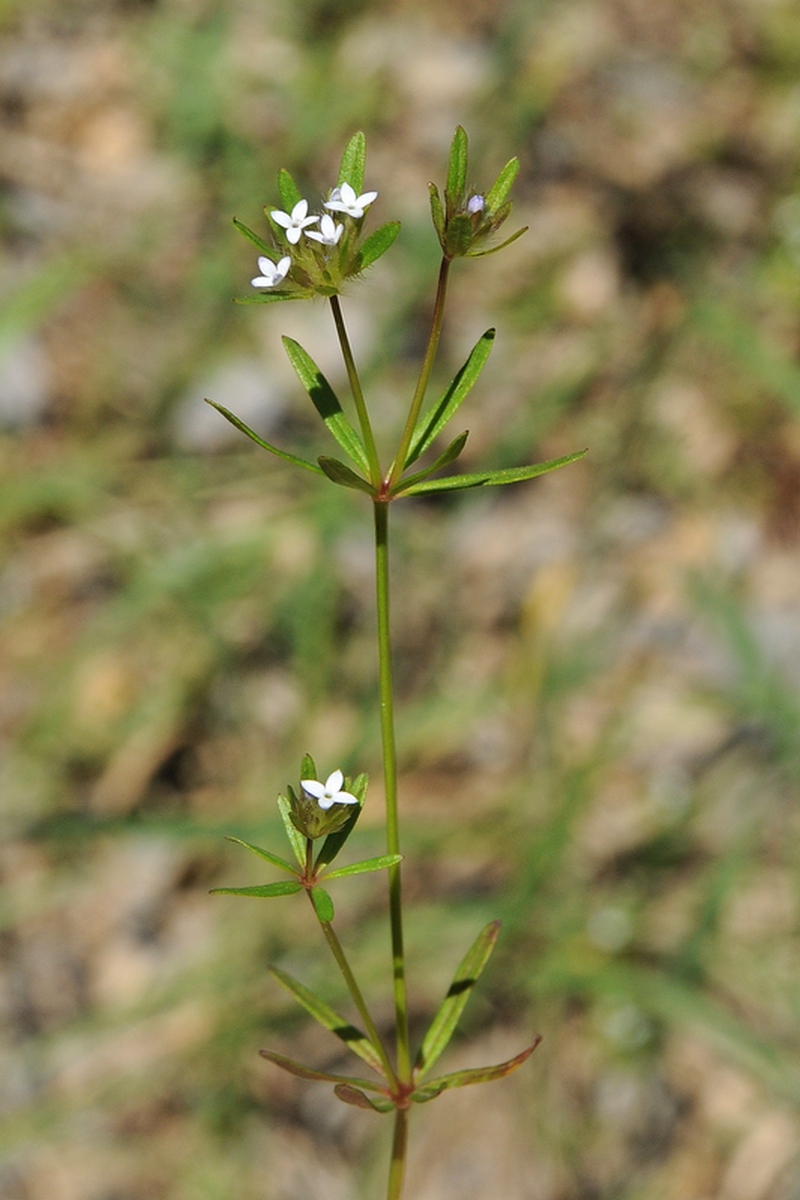 Изображение особи Asperula setosa.