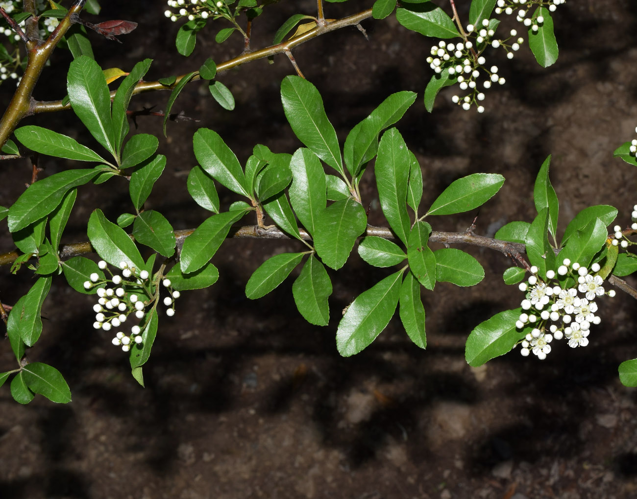 Изображение особи Pyracantha coccinea.