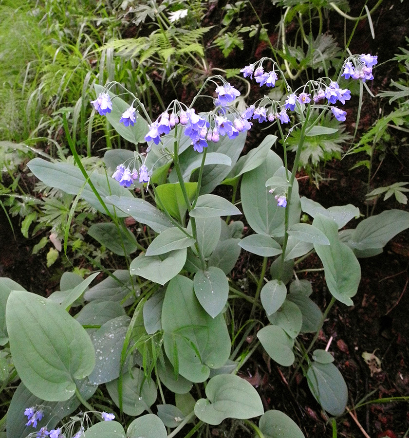 Image of Mertensia sibirica specimen.