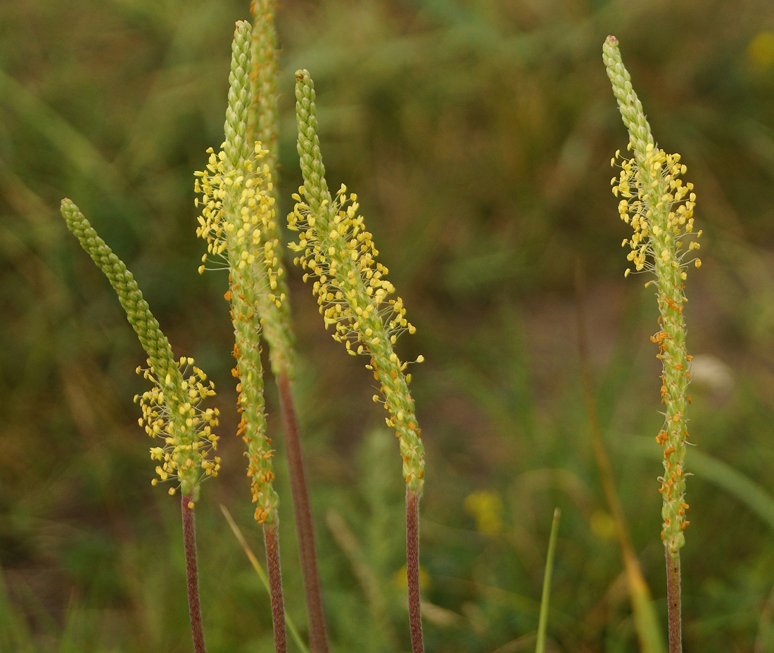 Image of Plantago salsa specimen.