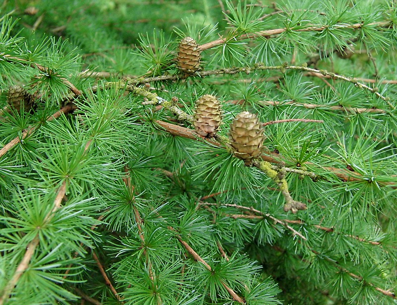 Image of Larix decidua specimen.