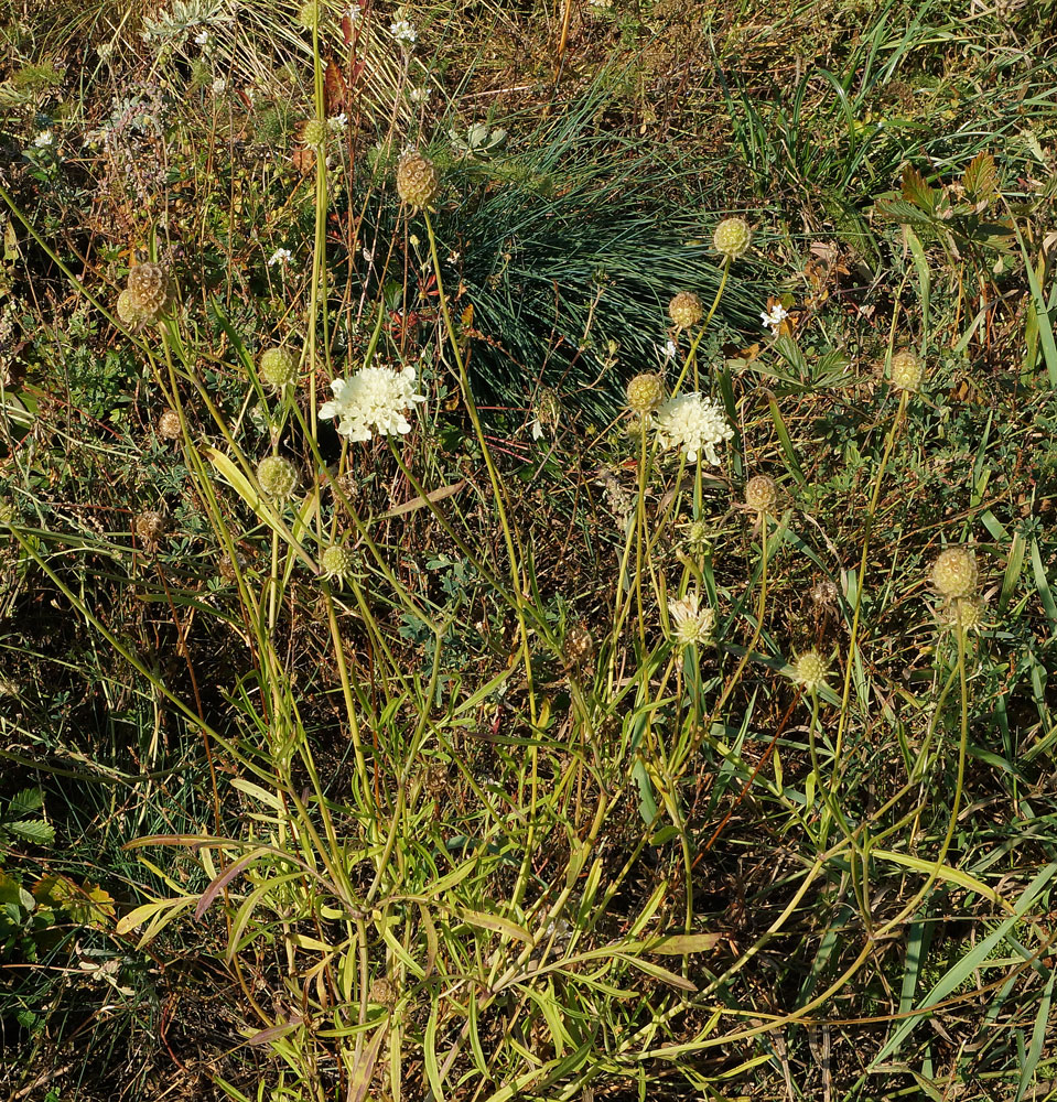 Image of Scabiosa ochroleuca specimen.