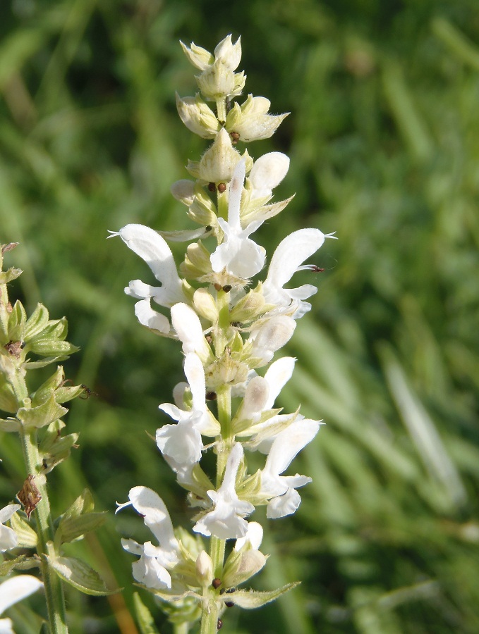 Изображение особи Salvia tesquicola.