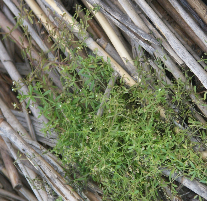 Image of Galium trifidum specimen.