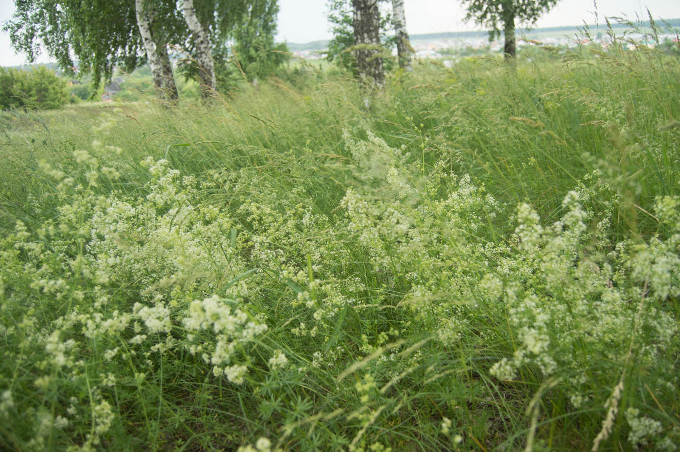 Изображение особи Galium mollugo.